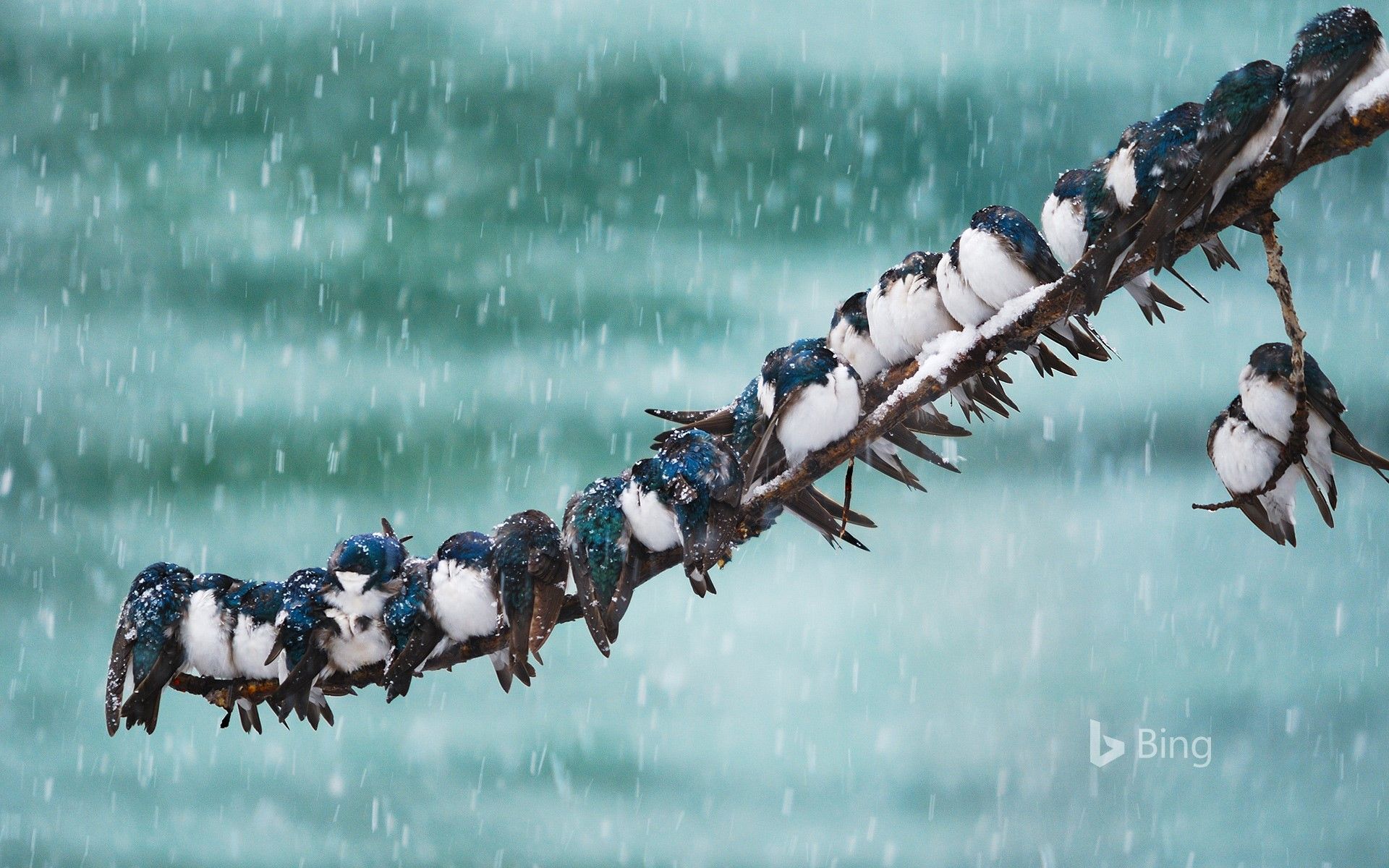 1920x1200 Tree swallows in a spring snowstorm in Whitehorse, Yukon, Canada Wallpaper