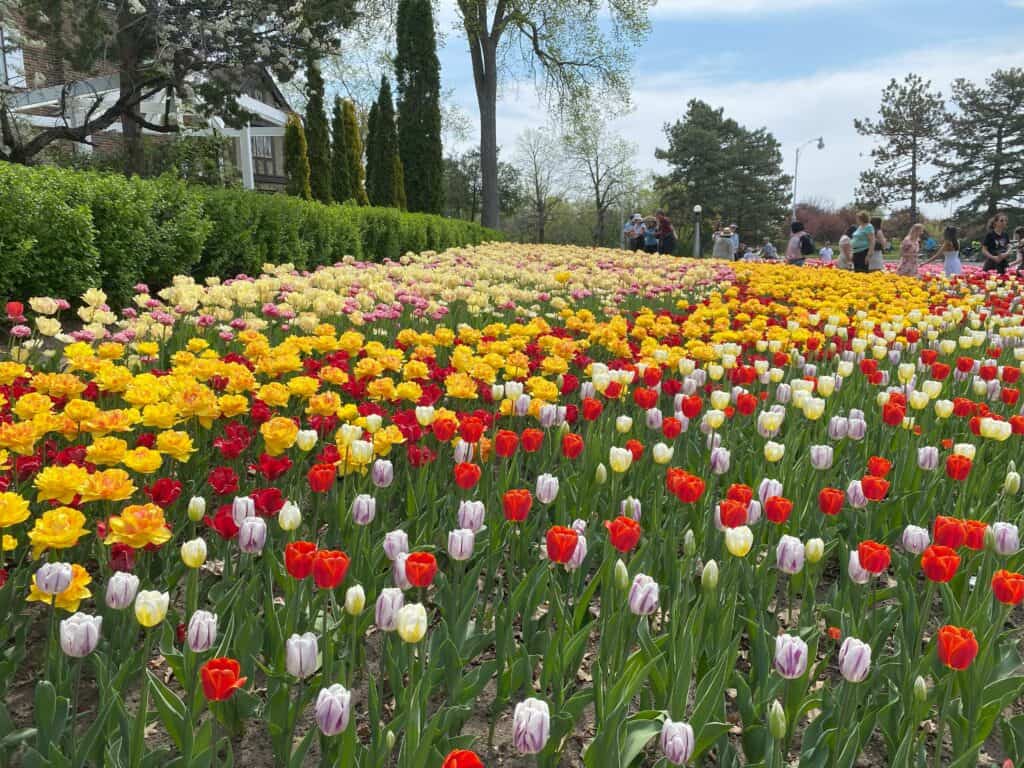 1024x768 Celebrate Spring with a Visit to the Canadian Tulip Festival With The Family