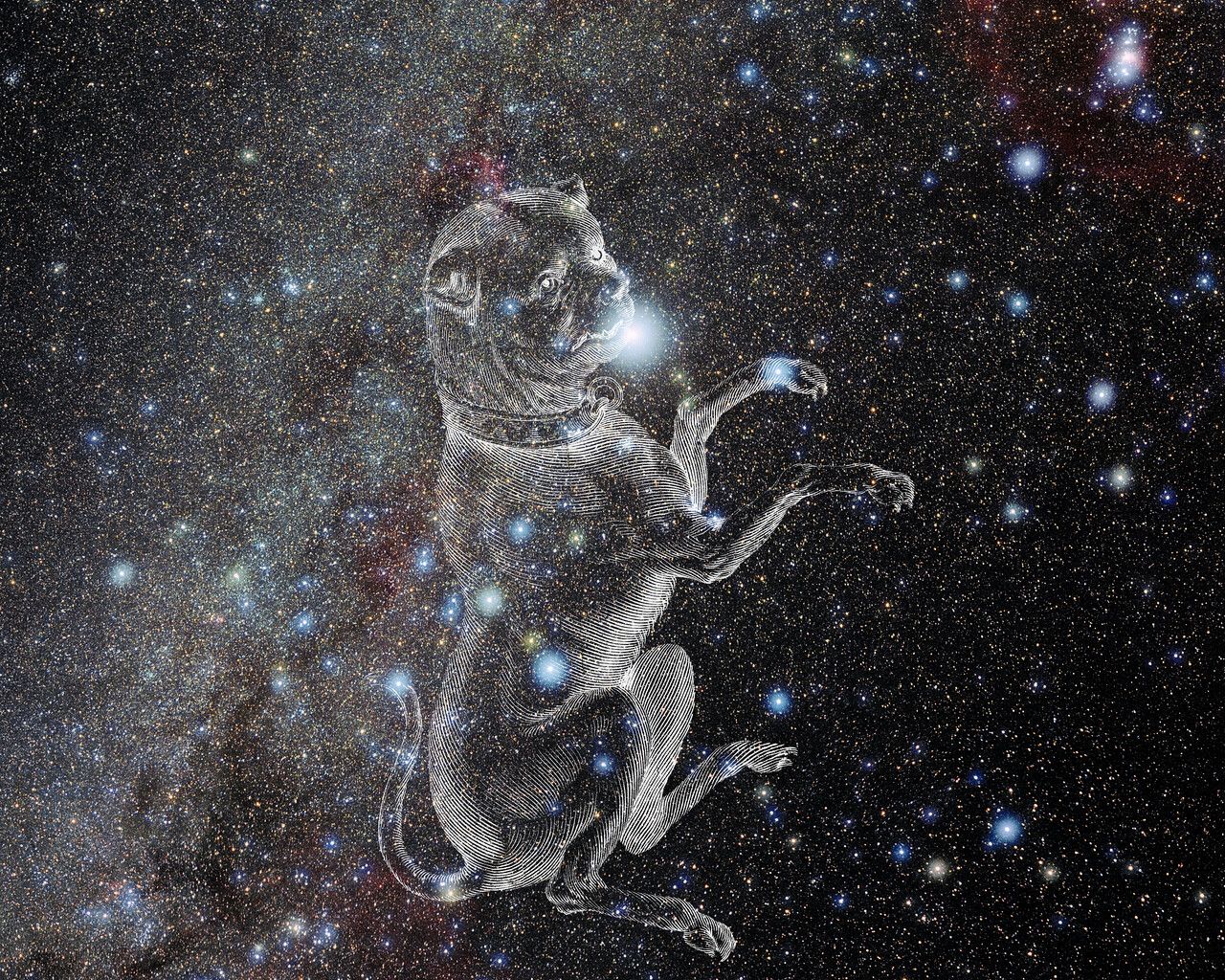 1280x1024 Canis Major with Hevelius Drawing
