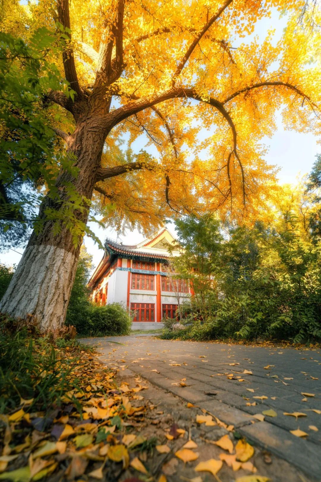 1080x1620 In photo: Autumn Elegance at Peking University