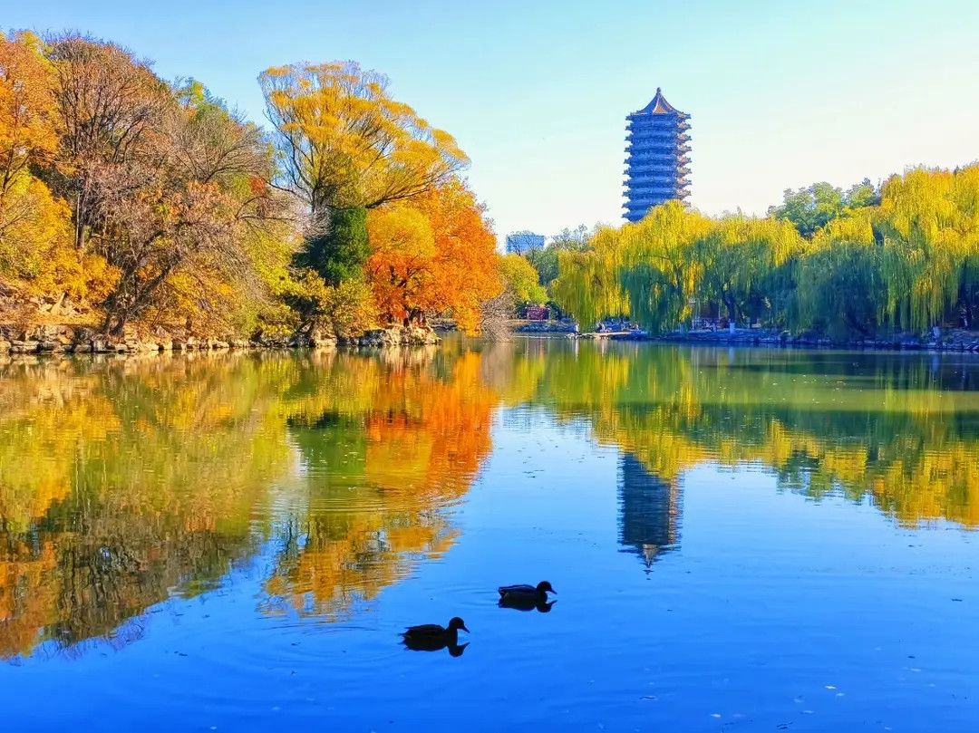 1080x809 The Peking University campus is pictureque in autumn. Trip.com Beijing
