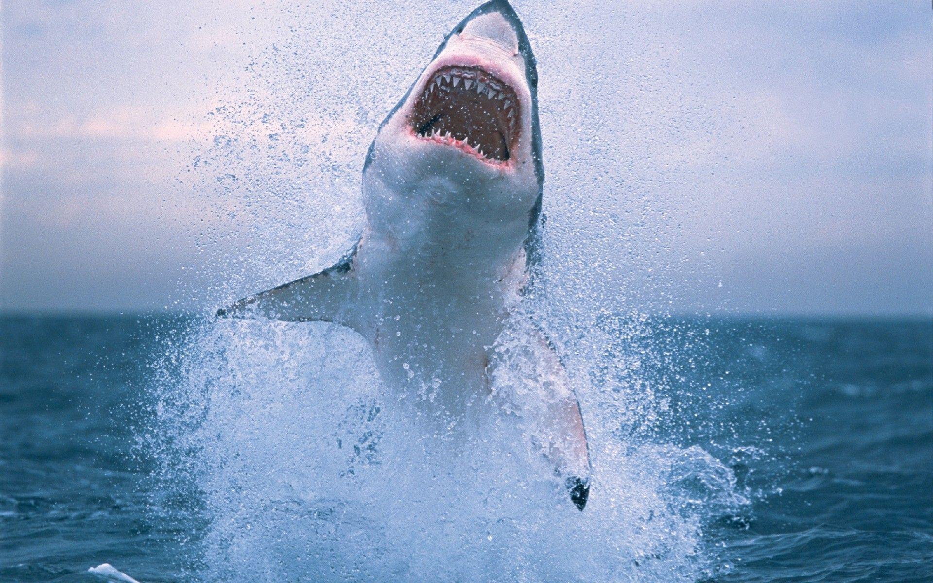 1920x1200 Great White Wallpaper