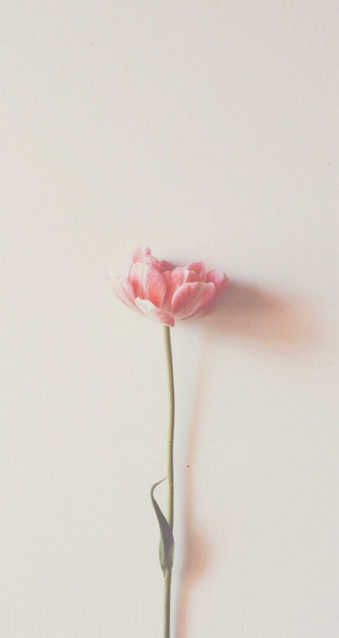 680x1280 Minimal Flower Wallpaper