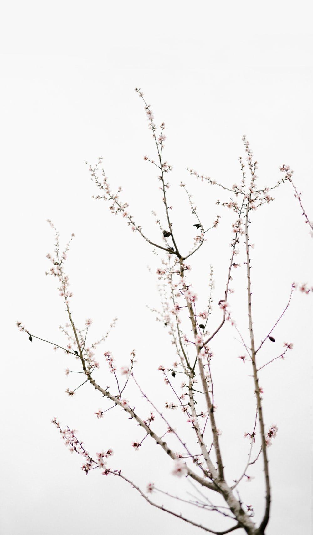 1000x1707 Minimal Flower Picture. Download Free Image