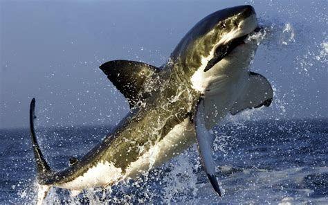 474x296 Shark Breach Bull .