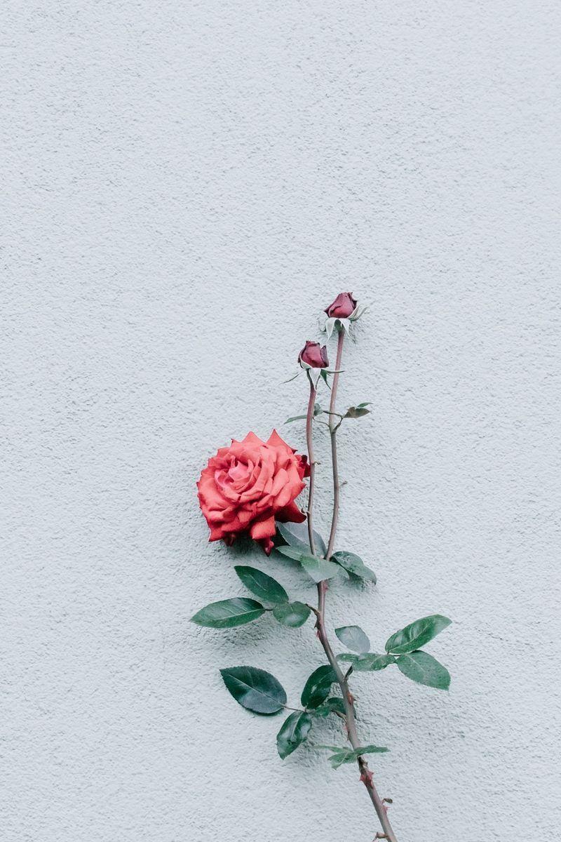 800x1200 Minimalist Floral Wallpaper .