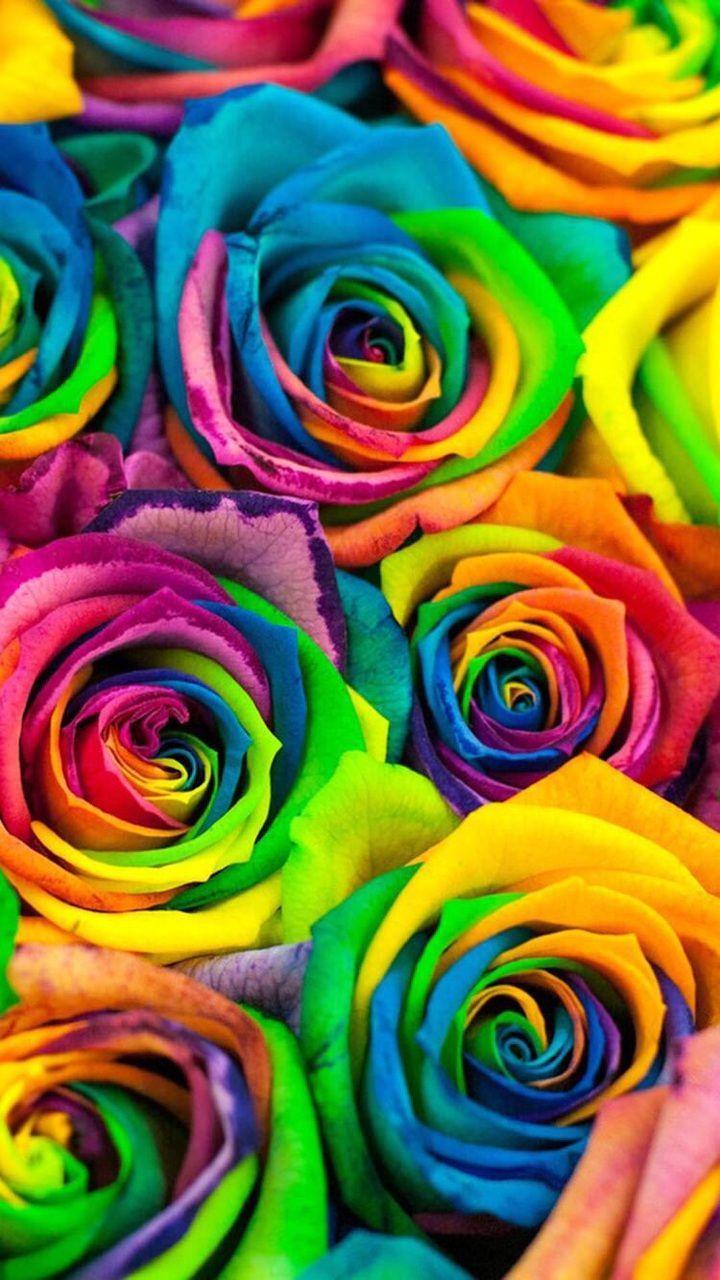 Rainbow Flower iPhone Wallpapers Top Free Rainbow Flower iPhone