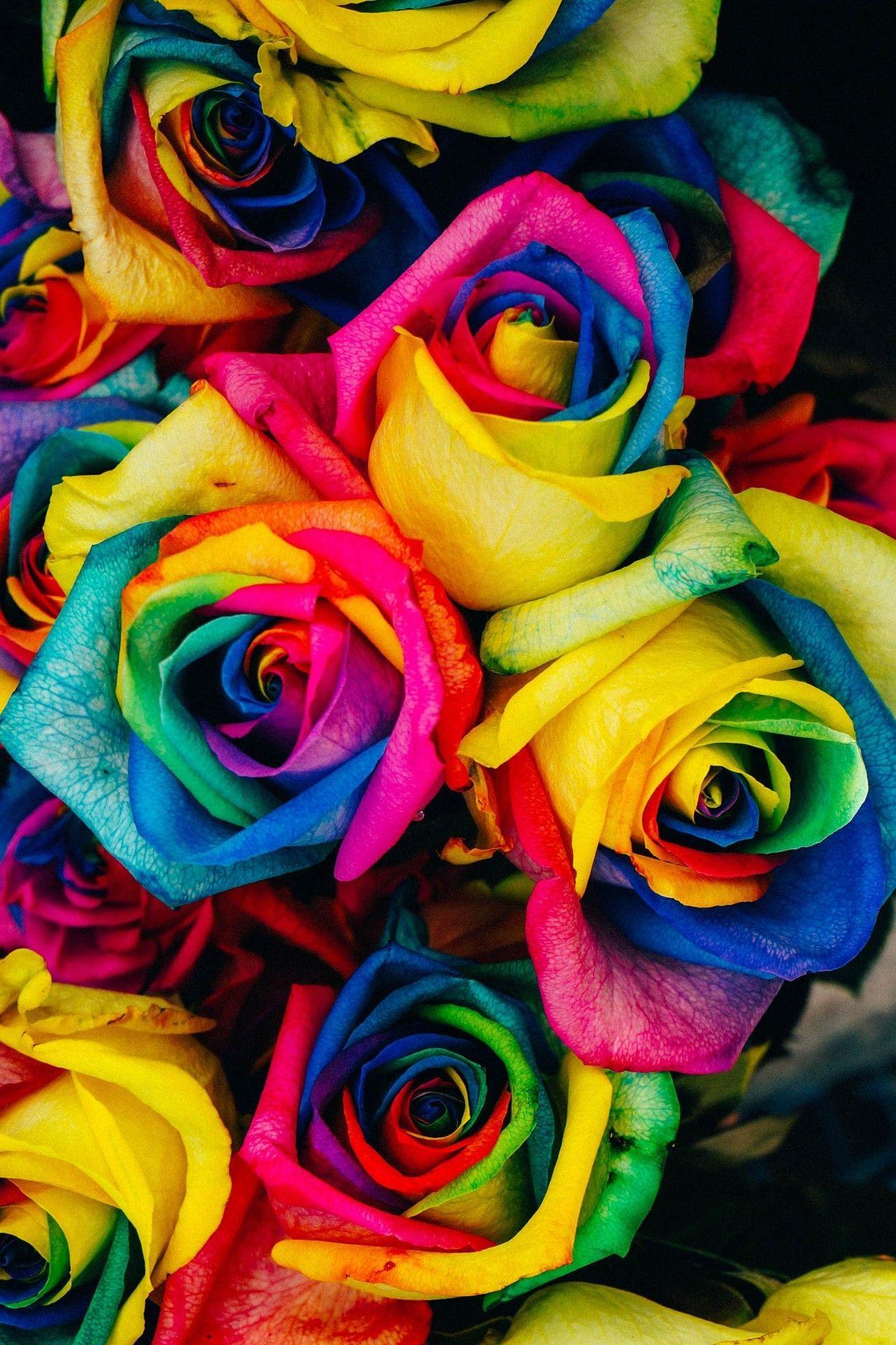 1280x1920 Rosas ⚘. Rainbow roses, Rose wallpaper, Flower iphone wallpaper