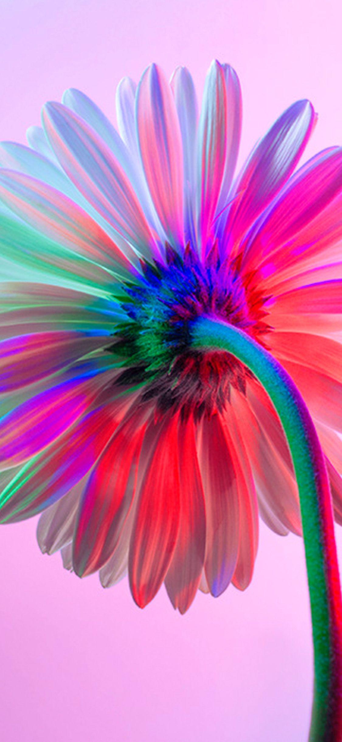 Rainbow Flower iPhone Wallpapers Top Free Rainbow Flower iPhone