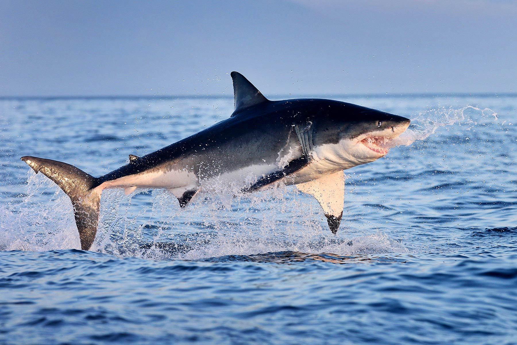 1800x1200 Great White Shark Jumping Out Of Water HD (1800×1200). White Sharks, Great White Shark, Shark Picture