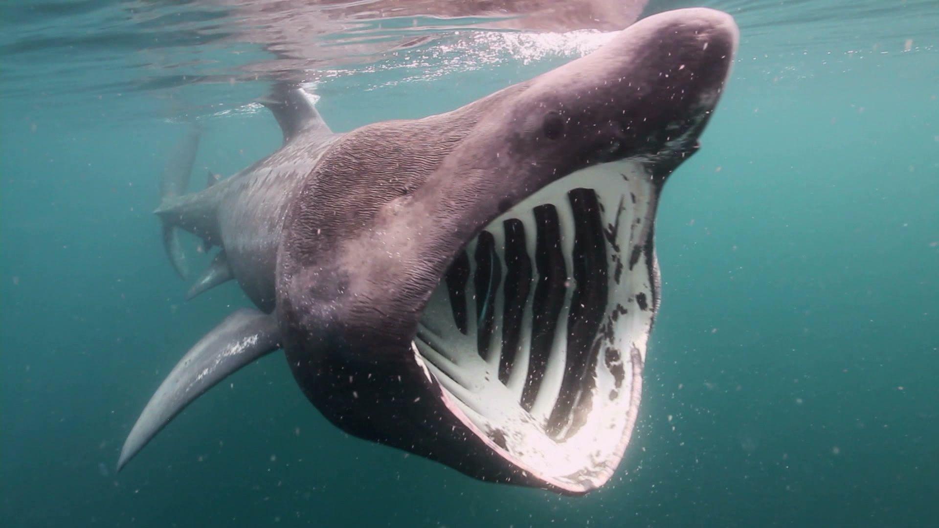 1920x1080 Breaching Basking Sharks