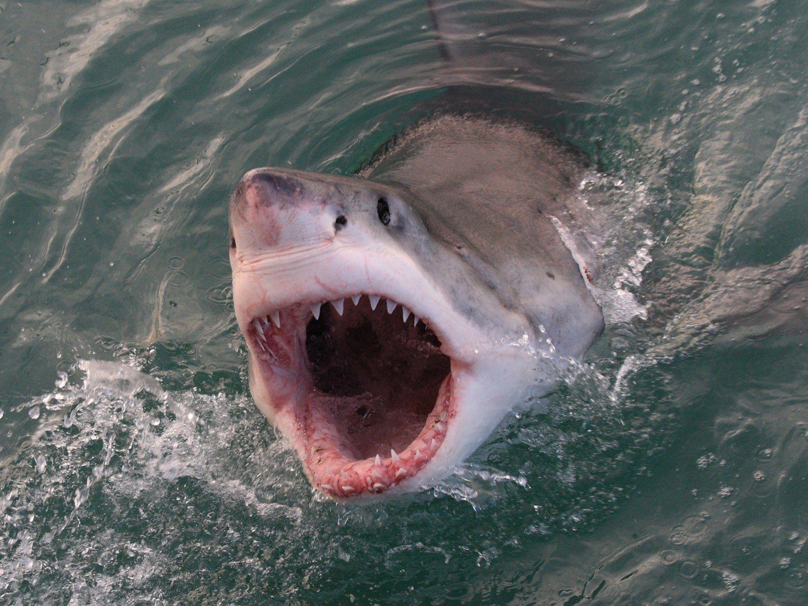 1600x1200 Eruption of Blood' as Shark Attacks Seal Just Feet off Cape Cod Beach