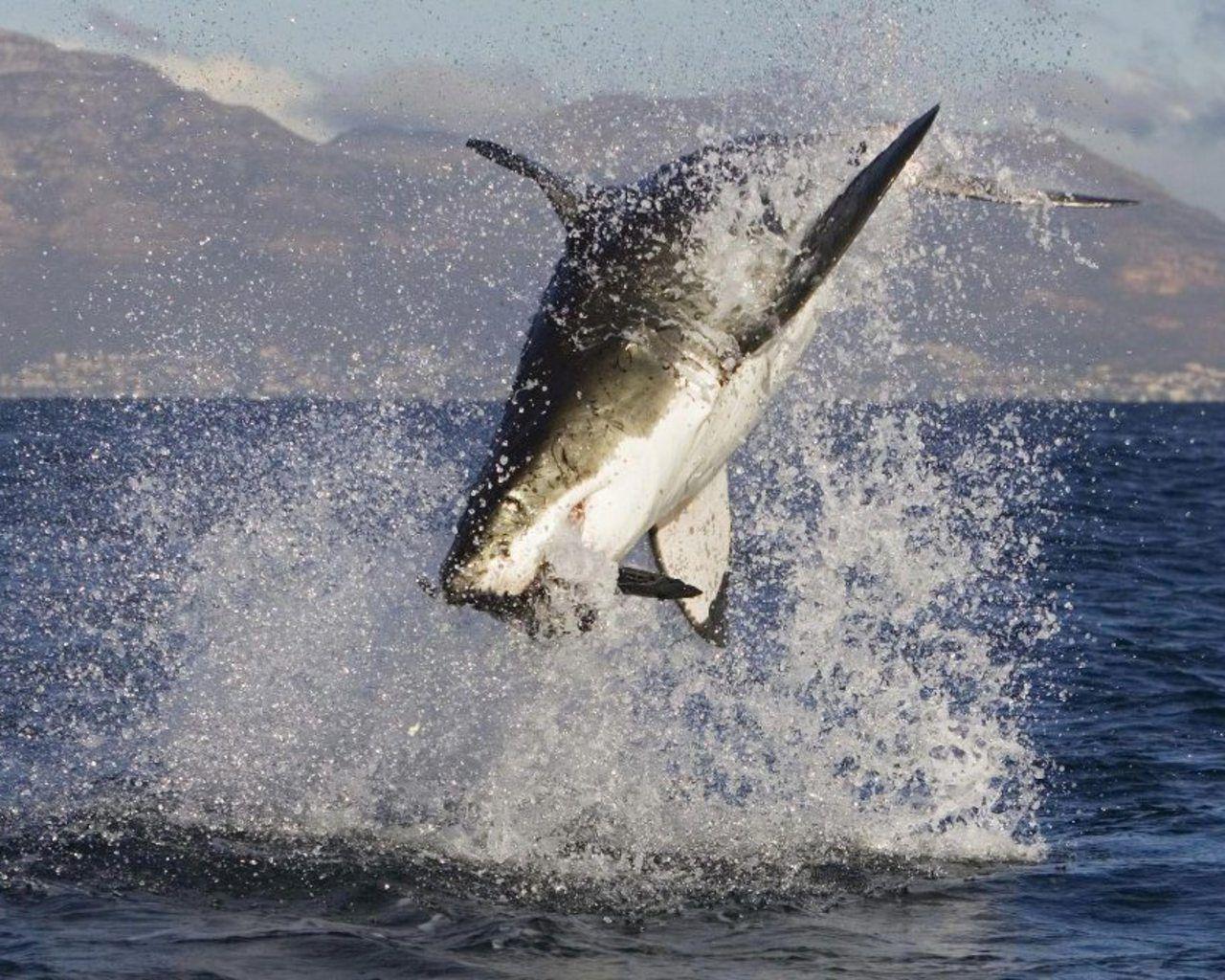 1280x1024 Great white shark attacks wallpaper wallpaper. Great white shark attack, White sharks, Ocean animals