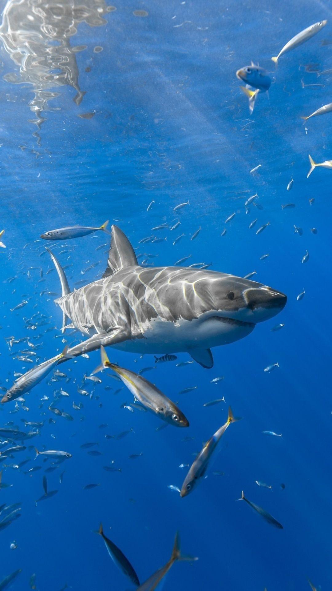 1080x1920 Great White Shark iPhone Wallpaper .