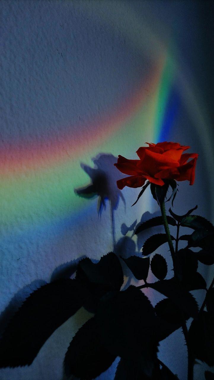722x1280 iphone wallpaper, lockscreen, background and rose