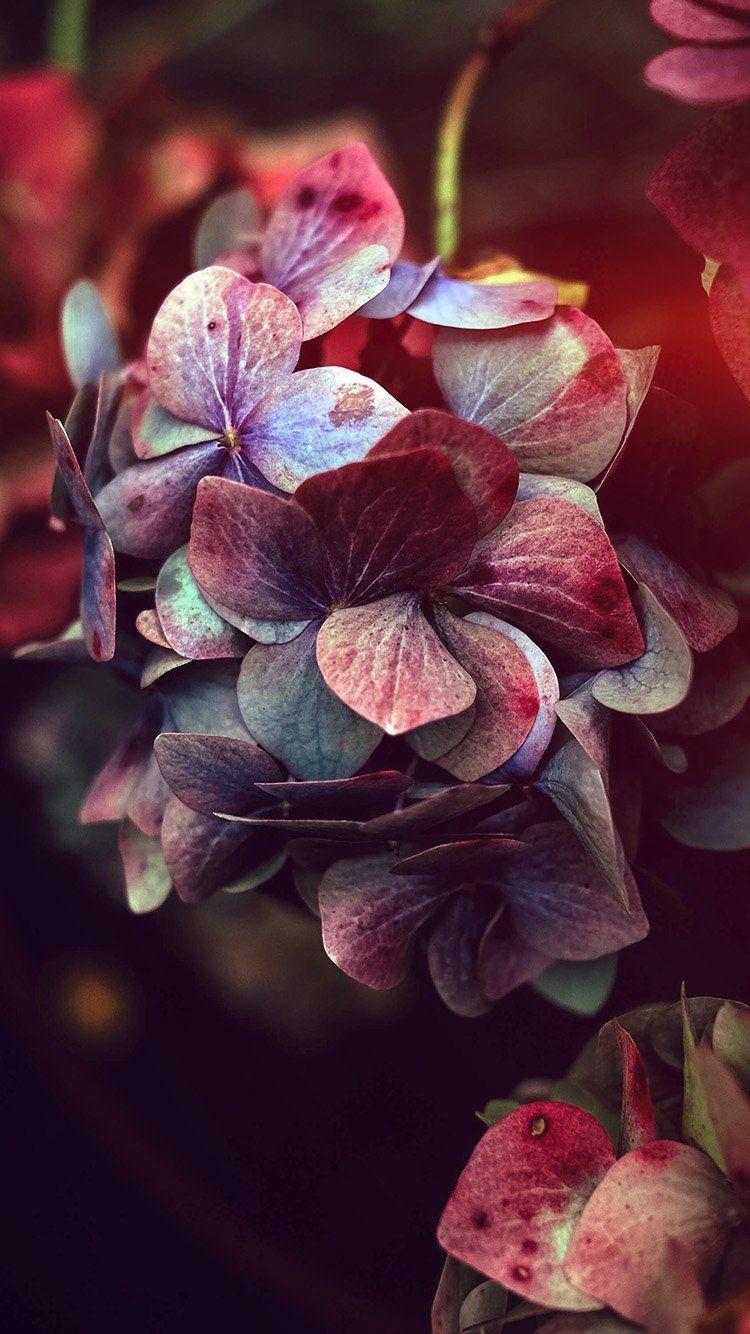 750x1334 iPhone wallpaper. flower rainbow color dark flare