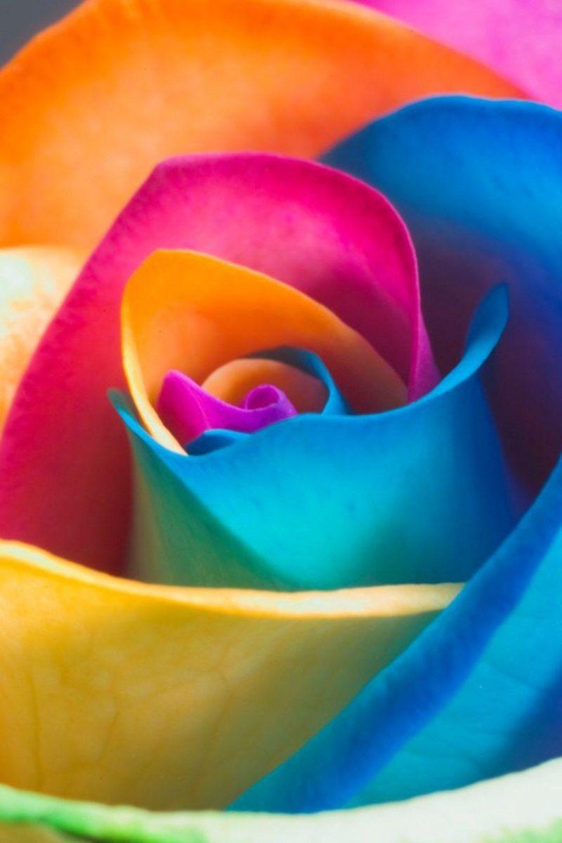 800x1200 Srainbow Rose 3D Flowers Full HD Rainbow Rose HD Wallpaper