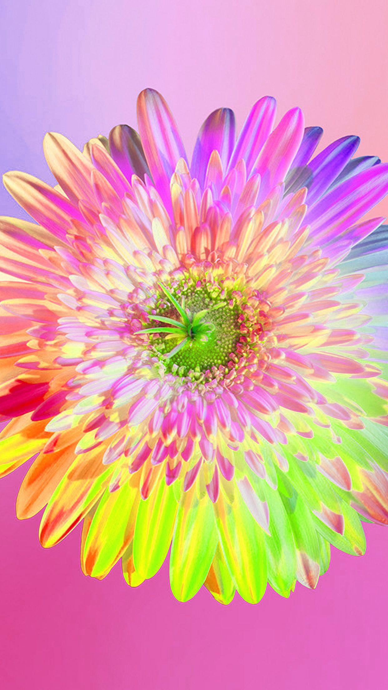 Rainbow Flower iPhone Wallpapers Top Free Rainbow Flower iPhone Backgrounds WallpaperAccess