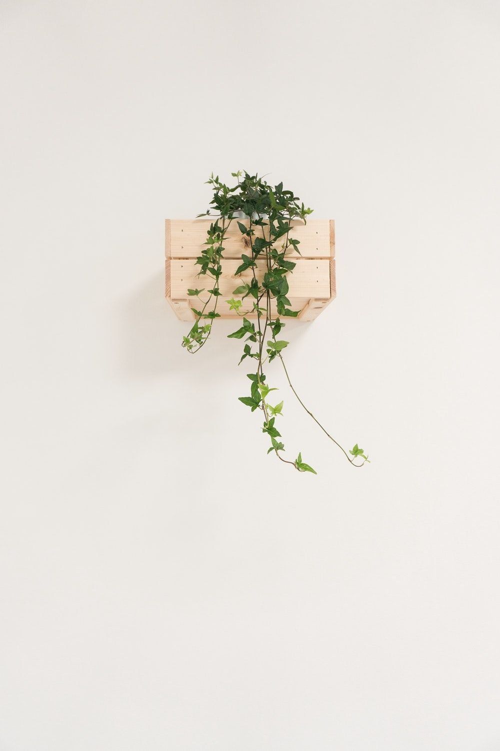 1000x1500 Minimalist Flower White Wallpaper