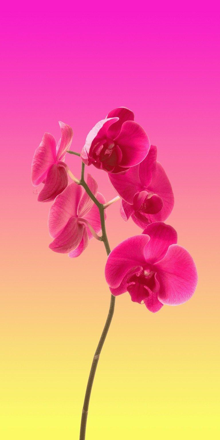 768x1536 Orchid Flower iPhone 12 Pro HD Wallpaper Download Free
