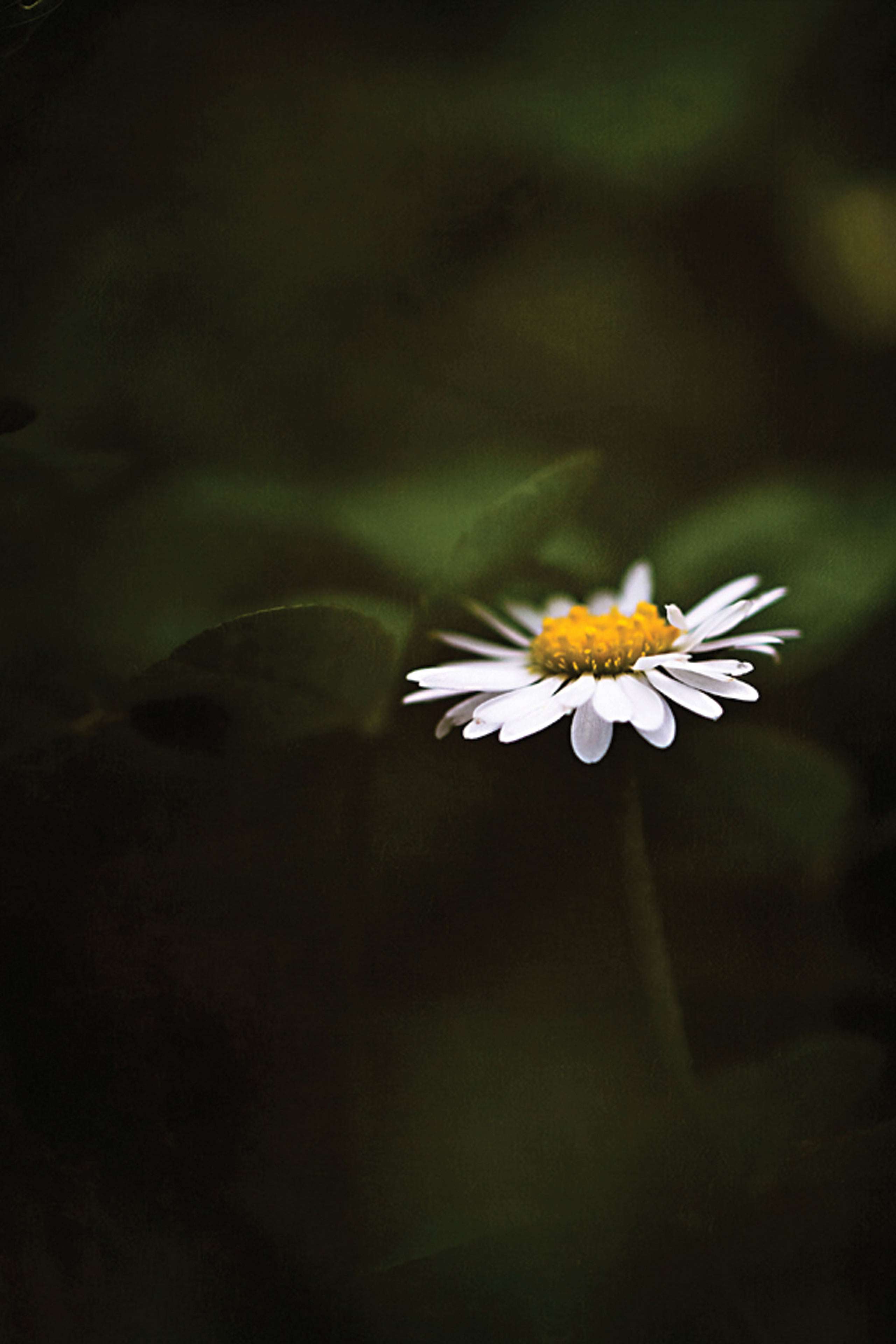 2560x3840 Minimalist Flower Wallpaper Phone