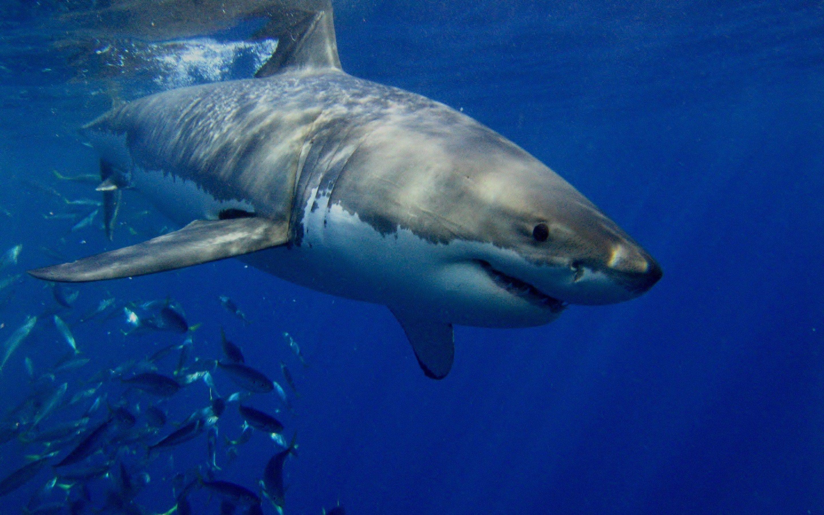 2880x1800 HD Sharks. White sharks, Great white shark, Shark