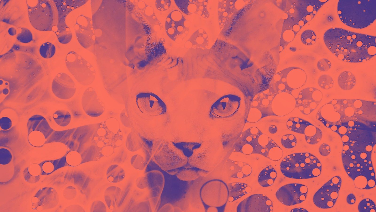 1600x900 TBT: Day of the Dead's Visuals Induce Psychedelic Feel