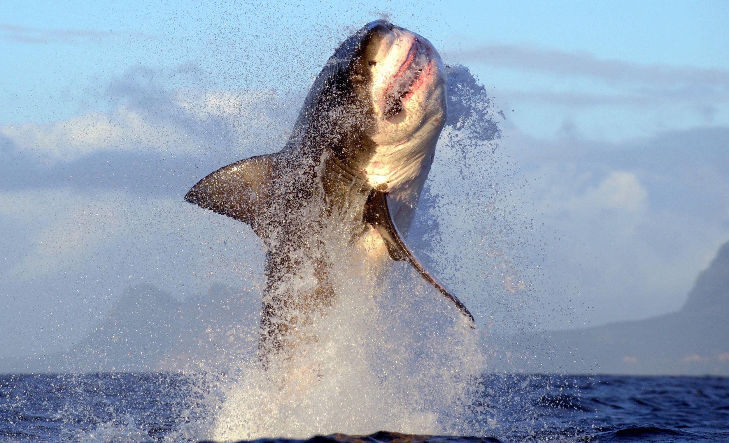 2500x1521 Great White Sharks Among Marine Megafauna That Could Go Extinct in Next 100 Years, Study Warns