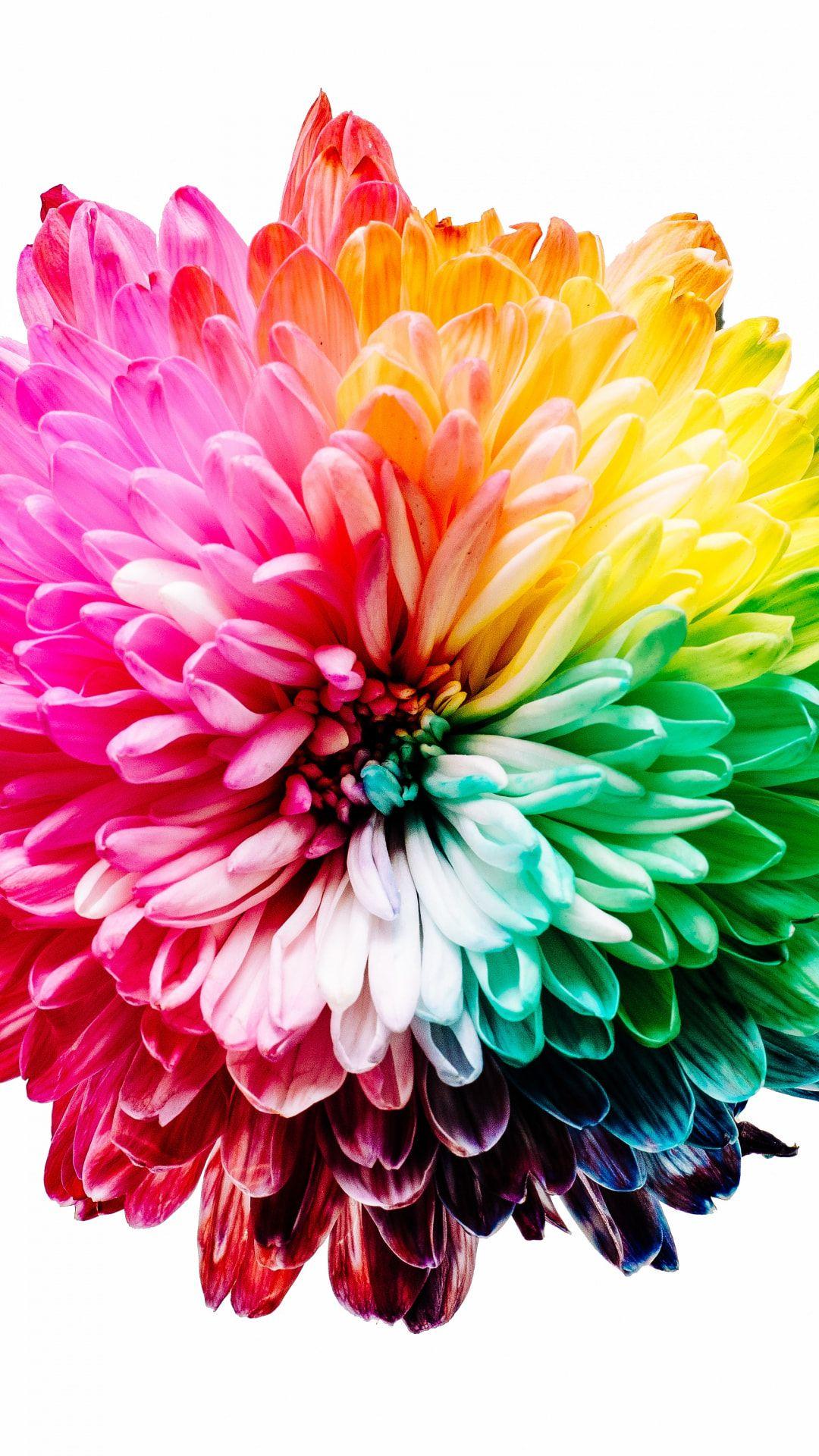 Rainbow Flower iPhone Wallpapers - Top Free Rainbow Flower iPhone