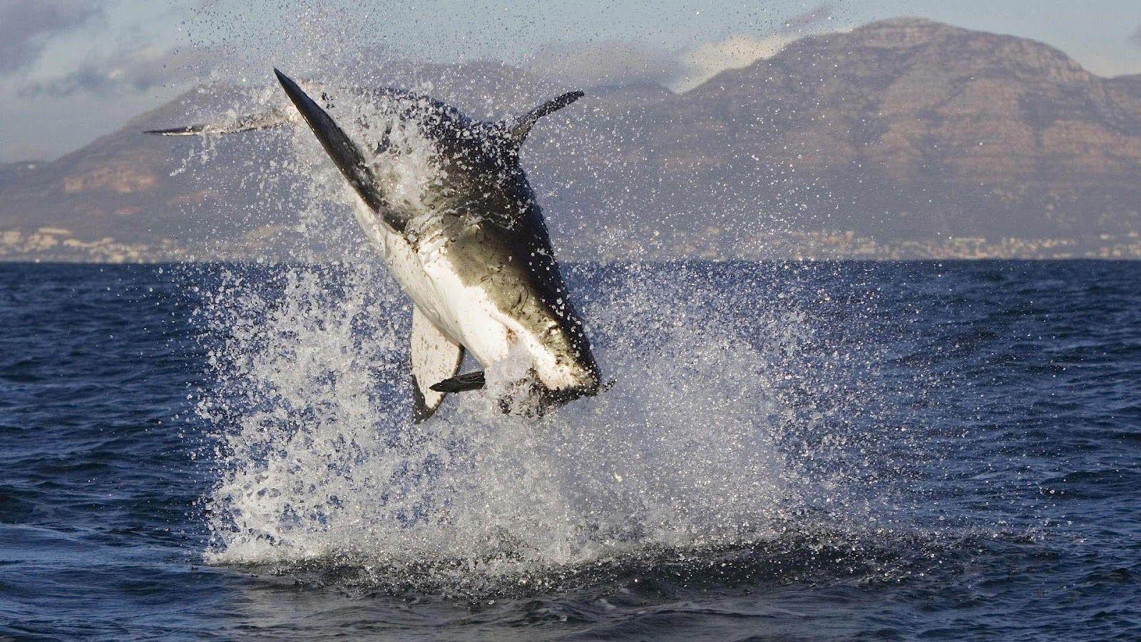 1600x900 Great White Wallpaper