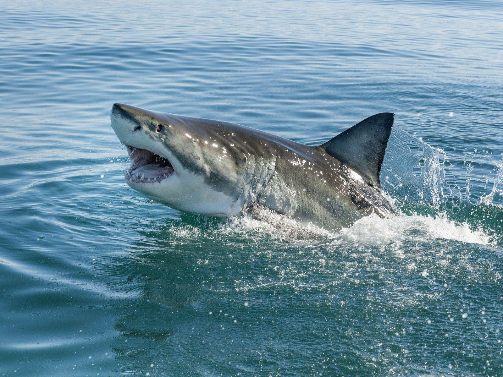 1600x1200 Great White Sharks Filmed Gathering in California's Monterey Bay
