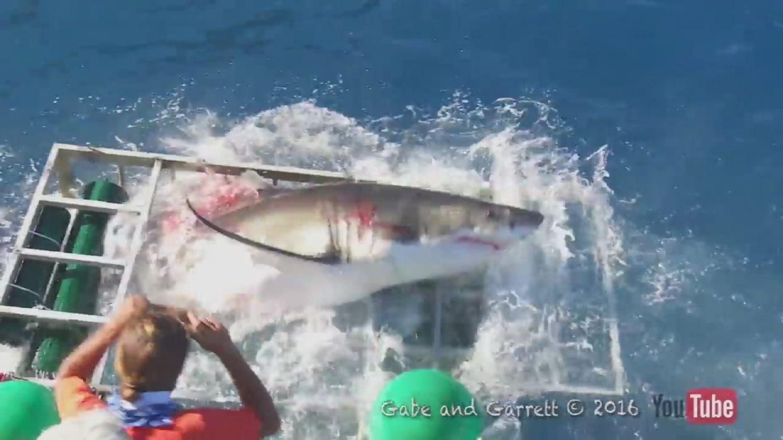 1600x900 Great white shark breaches diver's cage in terrifying encounter Los Angeles