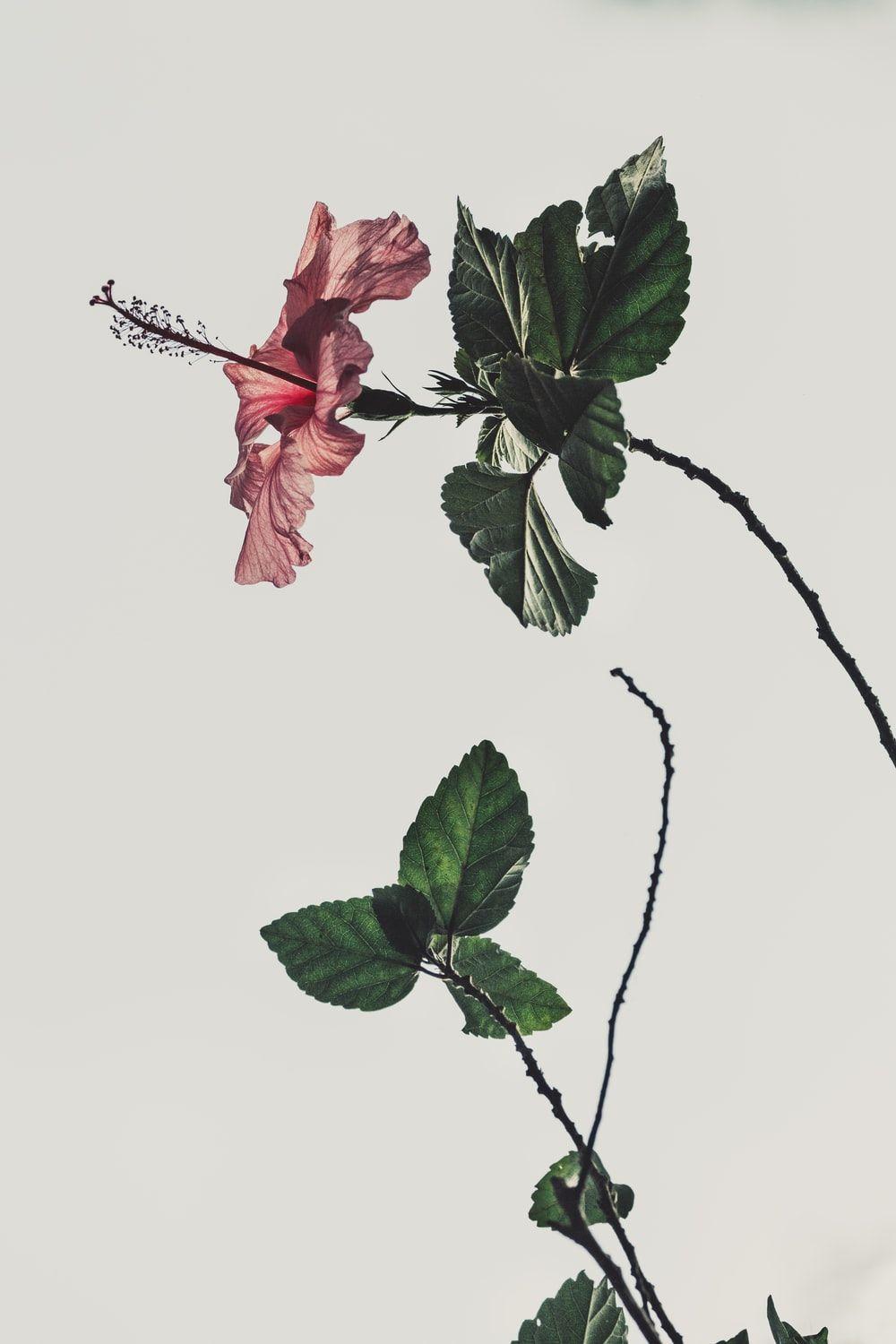 1000x1500 Leaf Background Image: Download HD Background