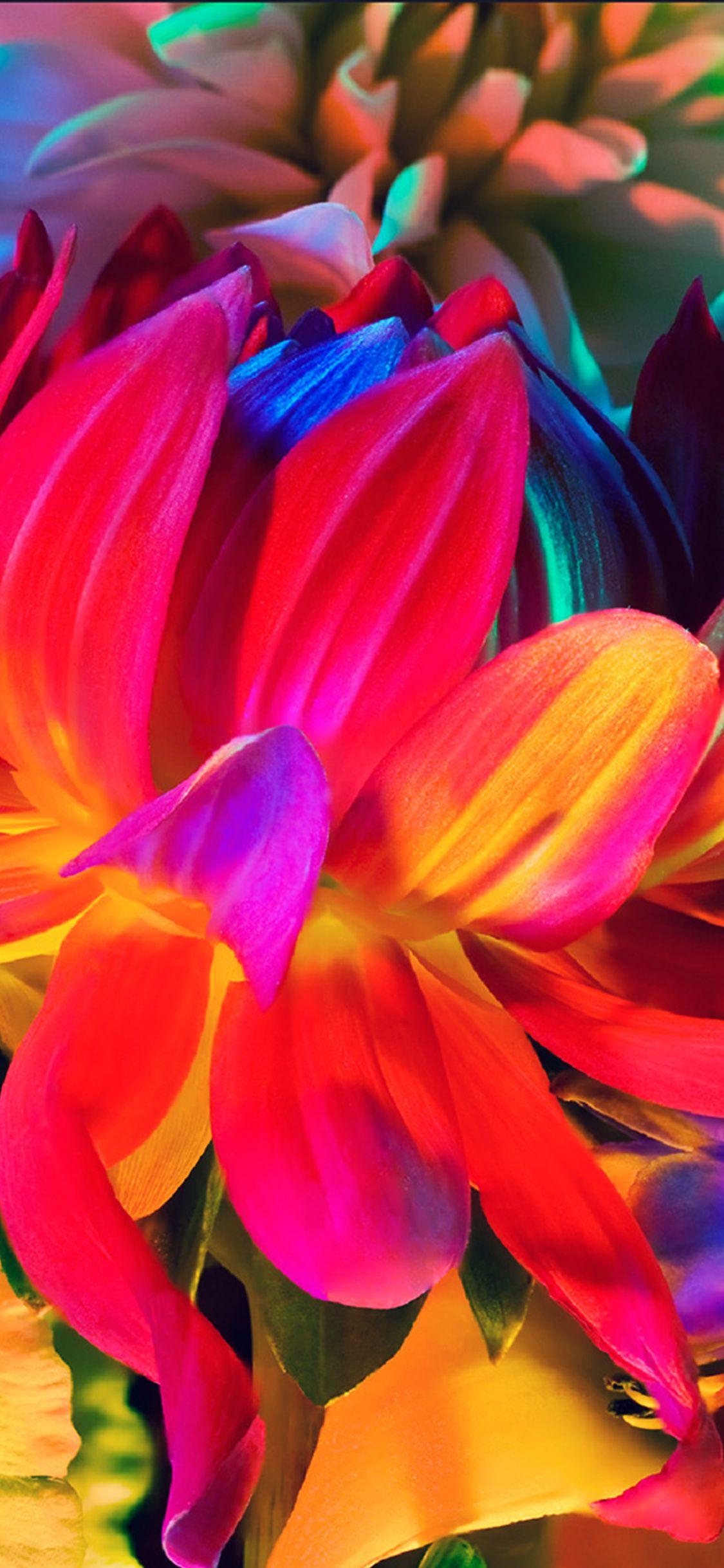 Rainbow Flower iPhone Wallpapers Top Free Rainbow Flower iPhone