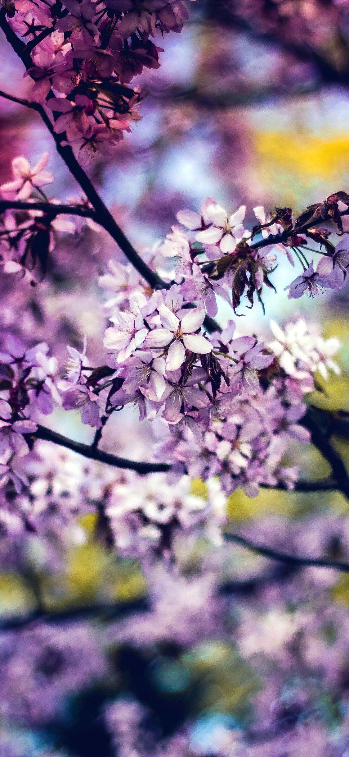 1125x2436 flower pink blue nature bokeh tree spring rainbow