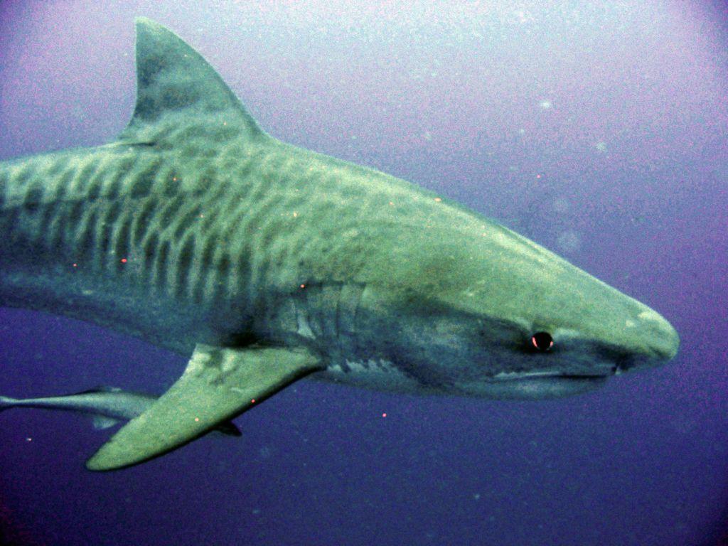 1024x768 Tiger Shark