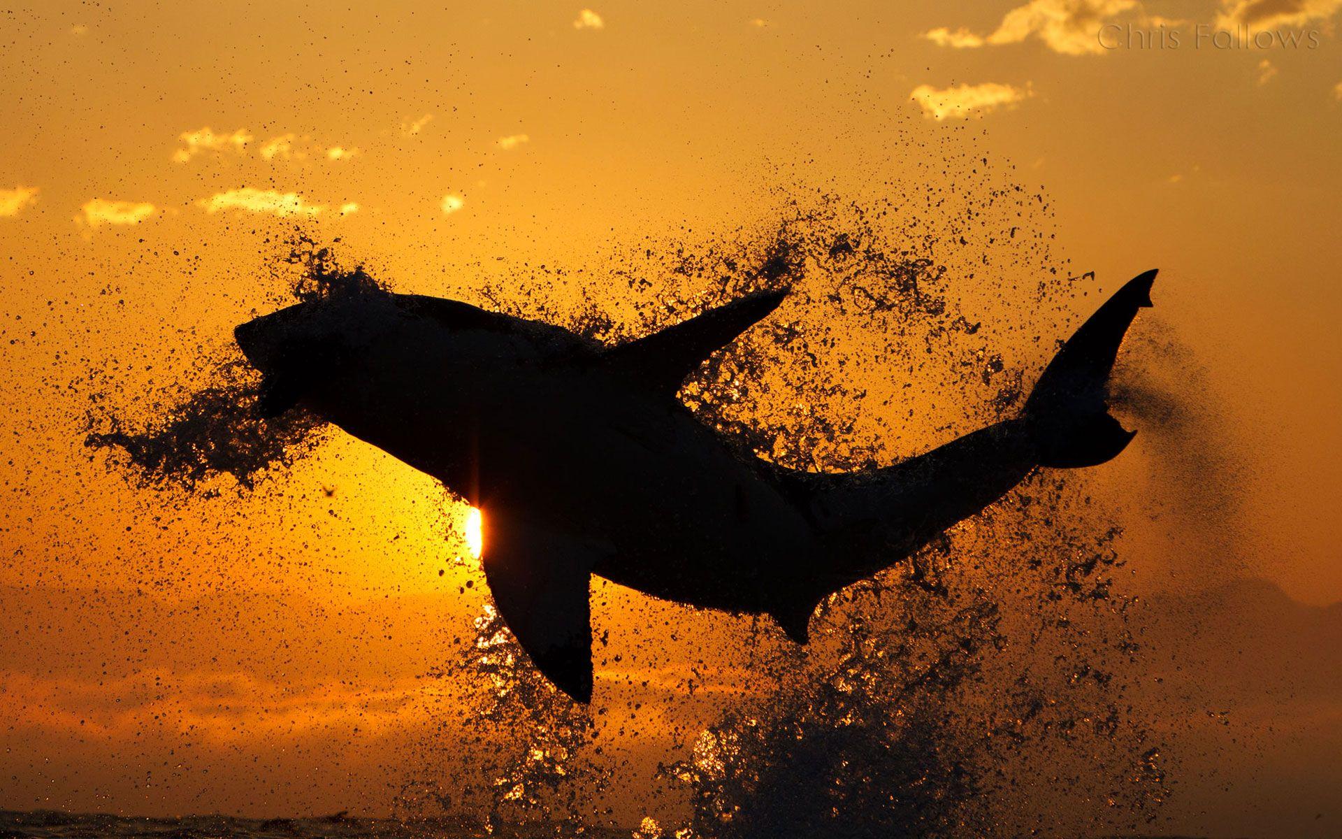 1920x1200 Shark Research & Conservation Program (SRC). University of Miami