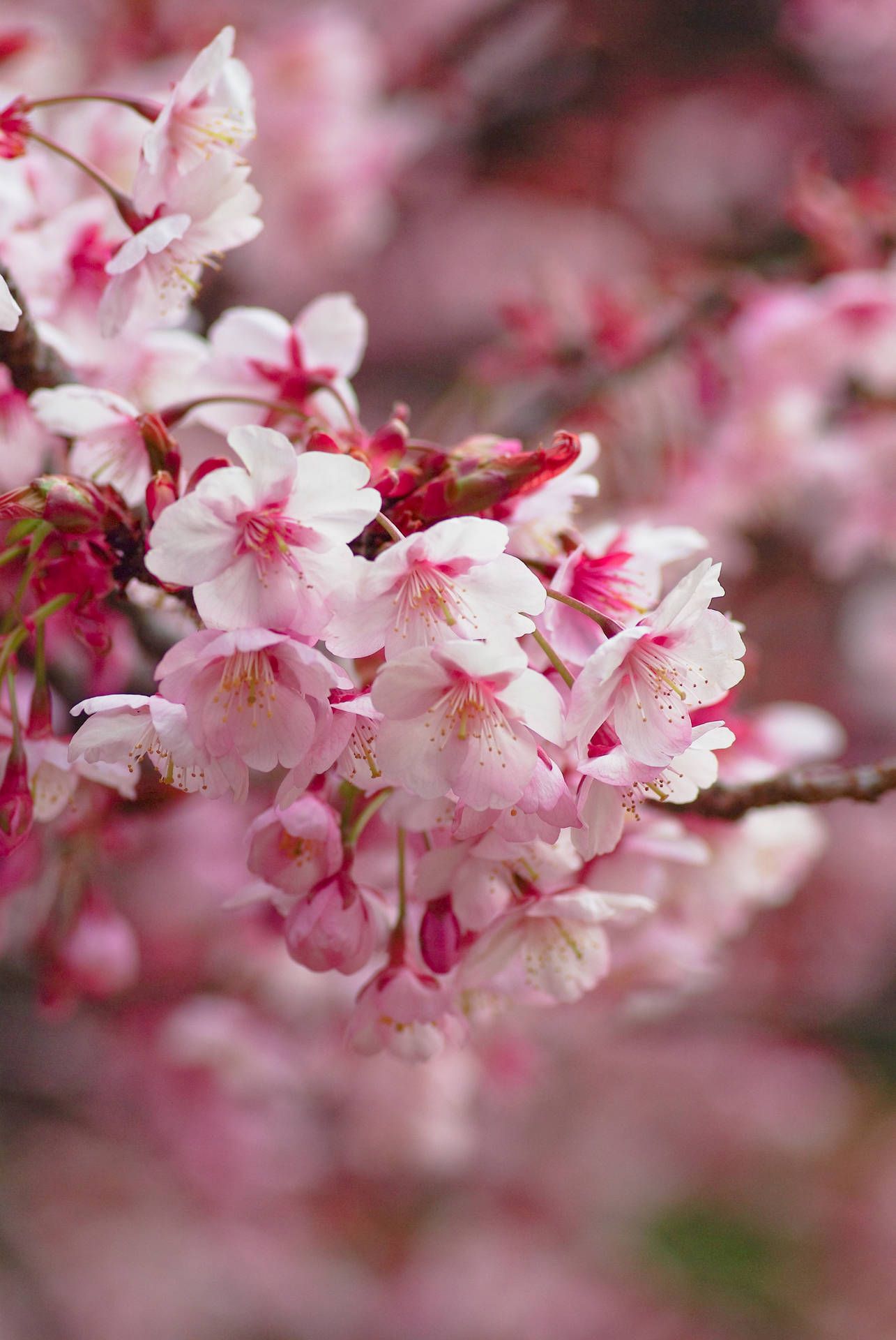 1285x1920 Sakura Wallpaper