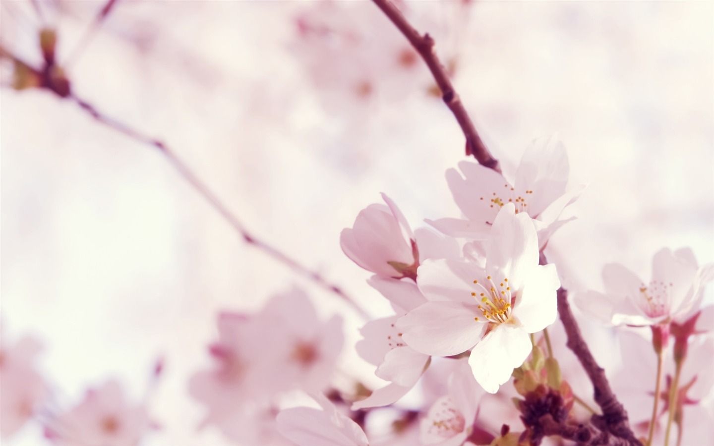 1440x900 Sakura wallpaper