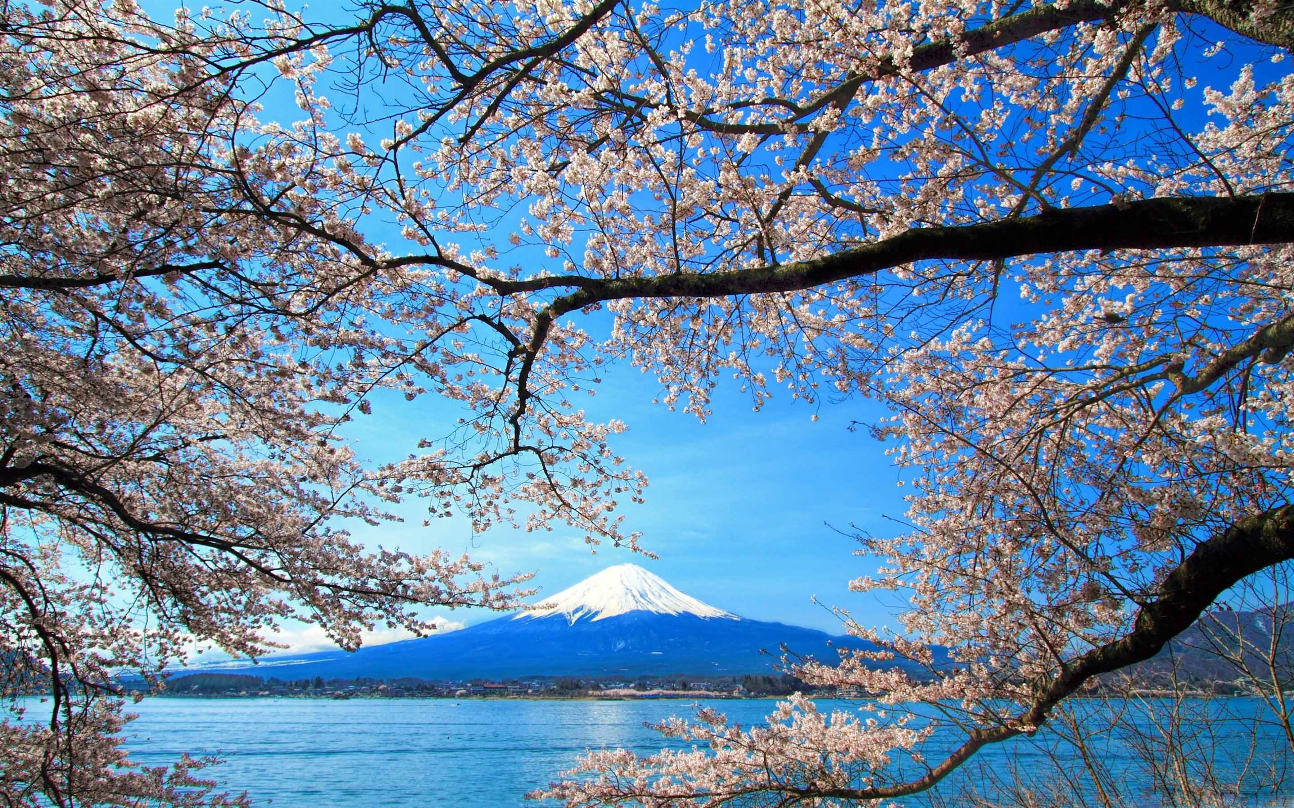 2560x1600 Sakura And Mount Fuji MacBook Air Wallpaper Download