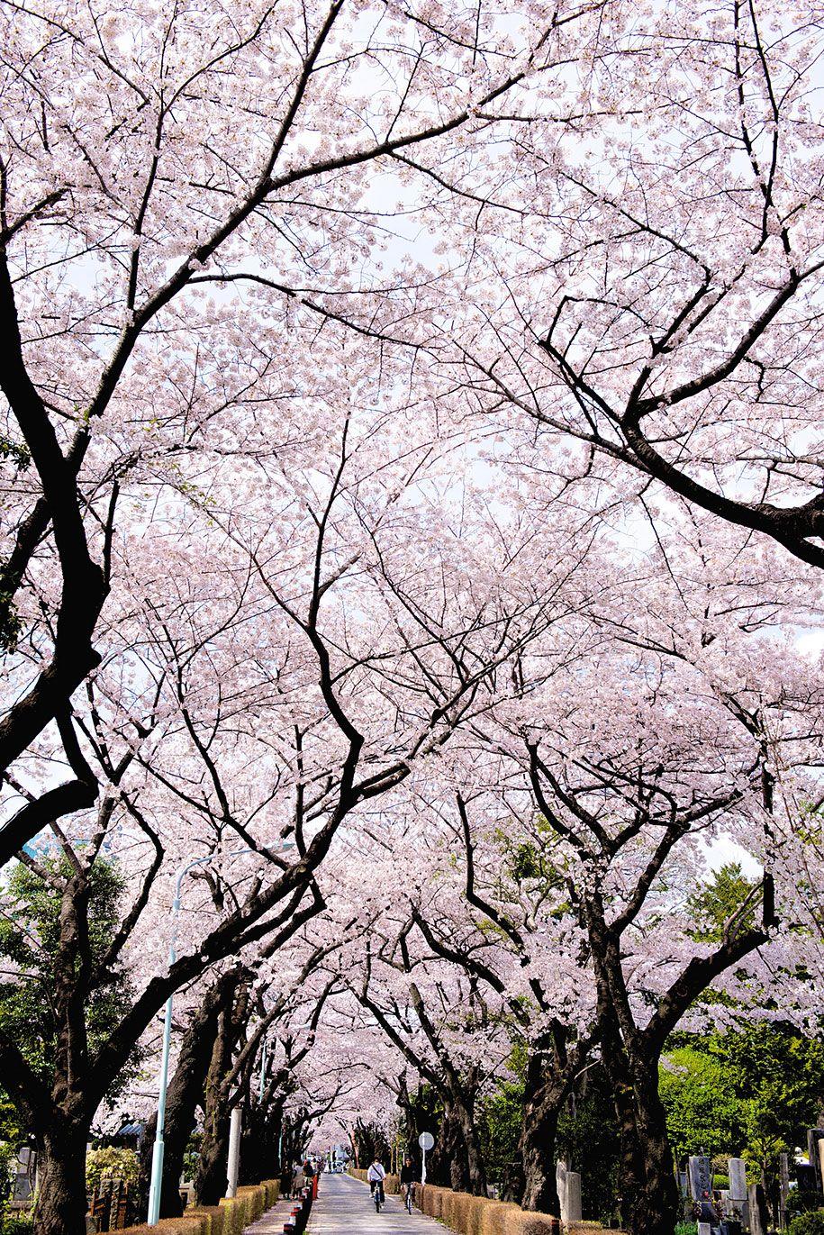 915x1371 Of The Best Picture Of This Year's Japanese Cherry Blossoms