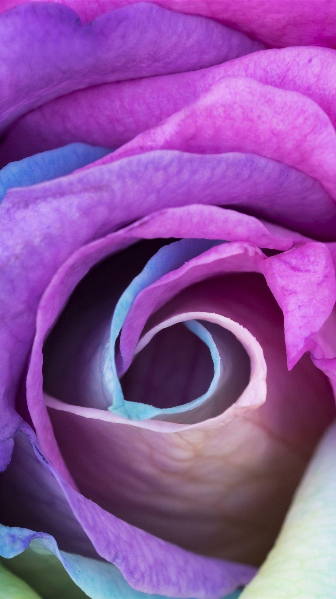 1080x1920 Beautiful Rose, Rainbow Colors Petals 1125x2436 IPhone 11 Pro XS X Wallpaper, Background, Picture, Image