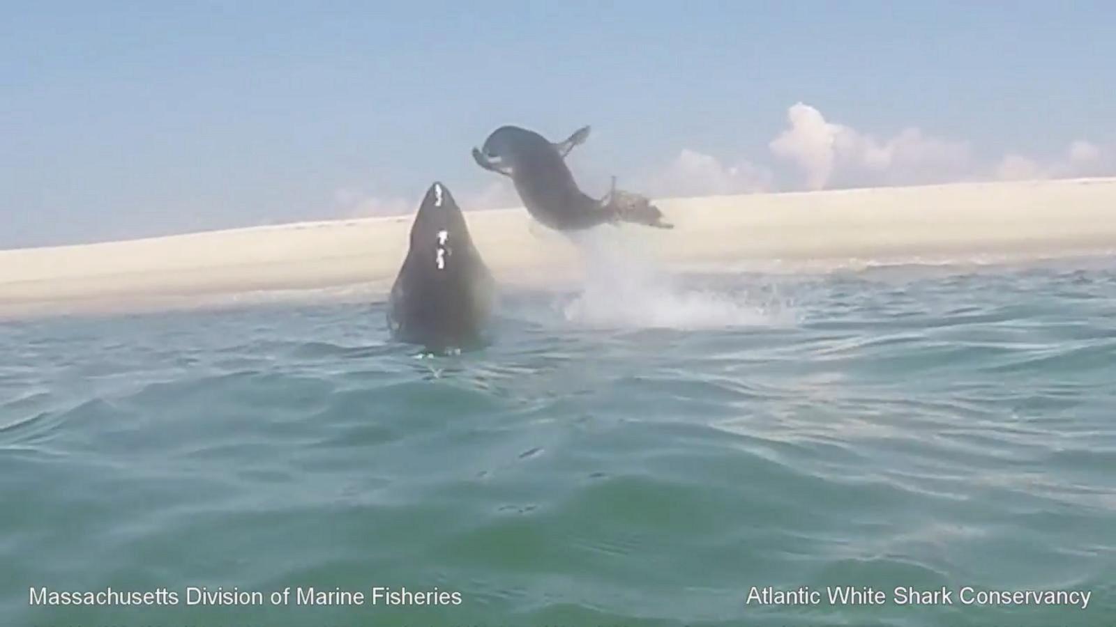 1600x900 Dramatic Video Captures Great White Shark Leaping Out of Water to Catch Seal