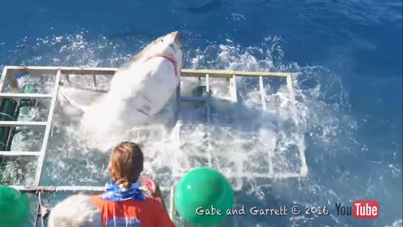 1366x768 This chilling video shows a shark breach an underwater photographer's cage