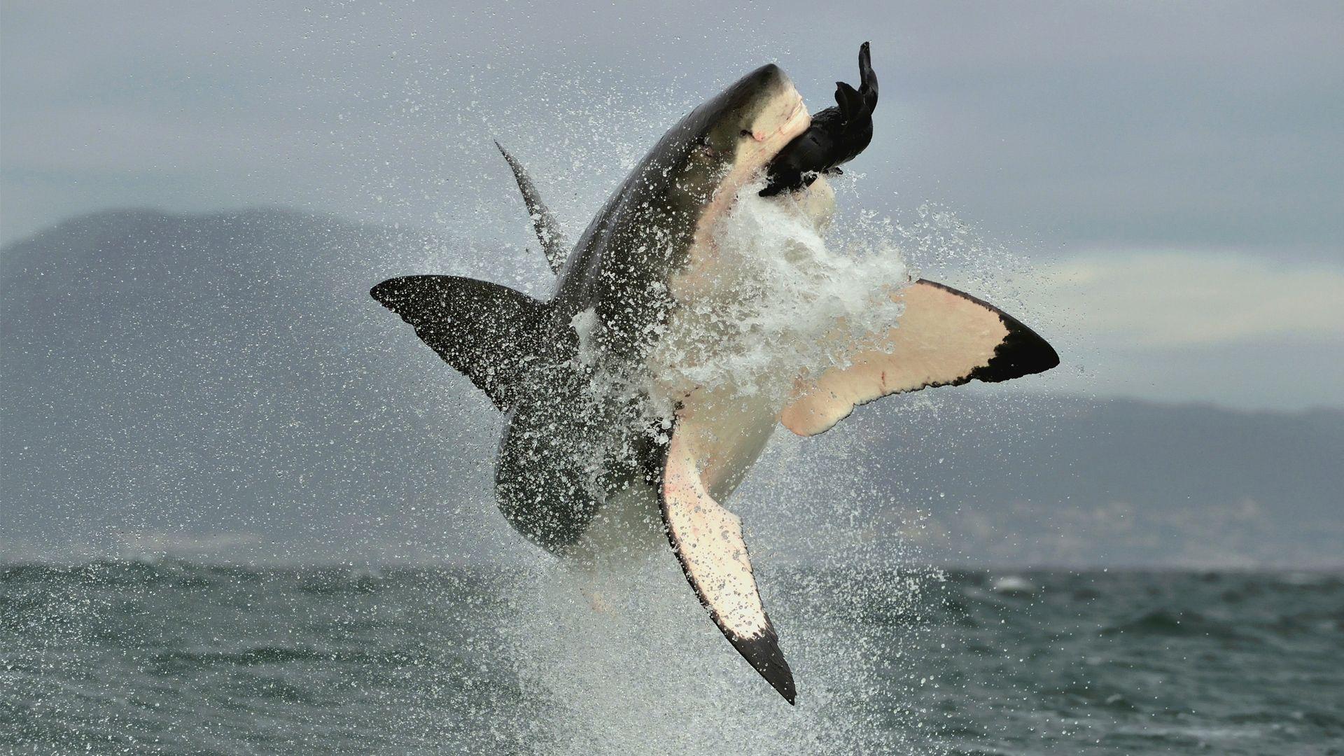 1920x1080 Shark Breaching On A Southern Africa And Beyond Private Jet Expedition. Luxury African Safaris, South America & South Asia Tours. andBeyond