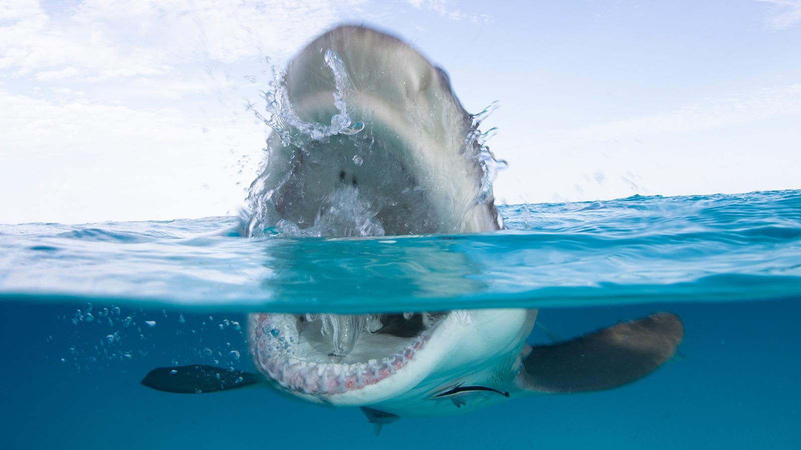 1600x900 Everything you need to know about Shark Week 2020