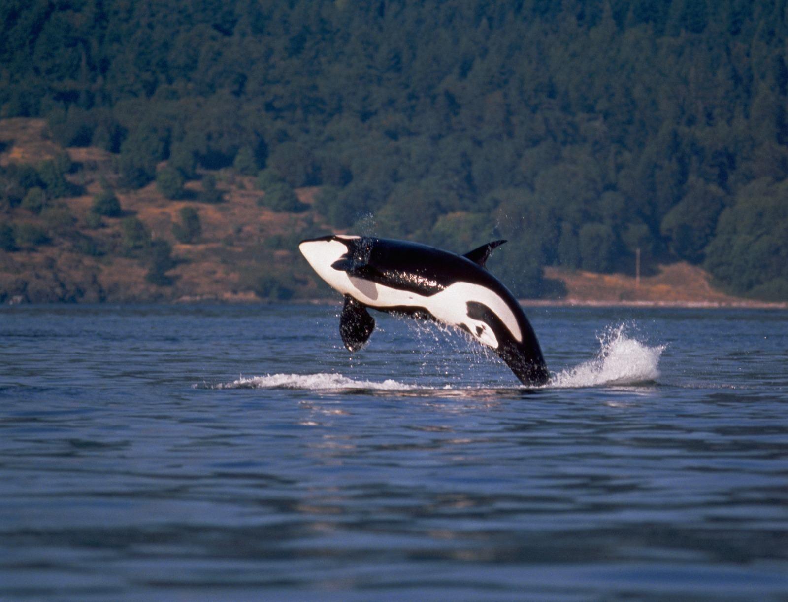 1600x1221 Breaching Wallpaper. Whale Breaching Wallpaper, Breaching Wallpaper and Door Breaching Wallpaper