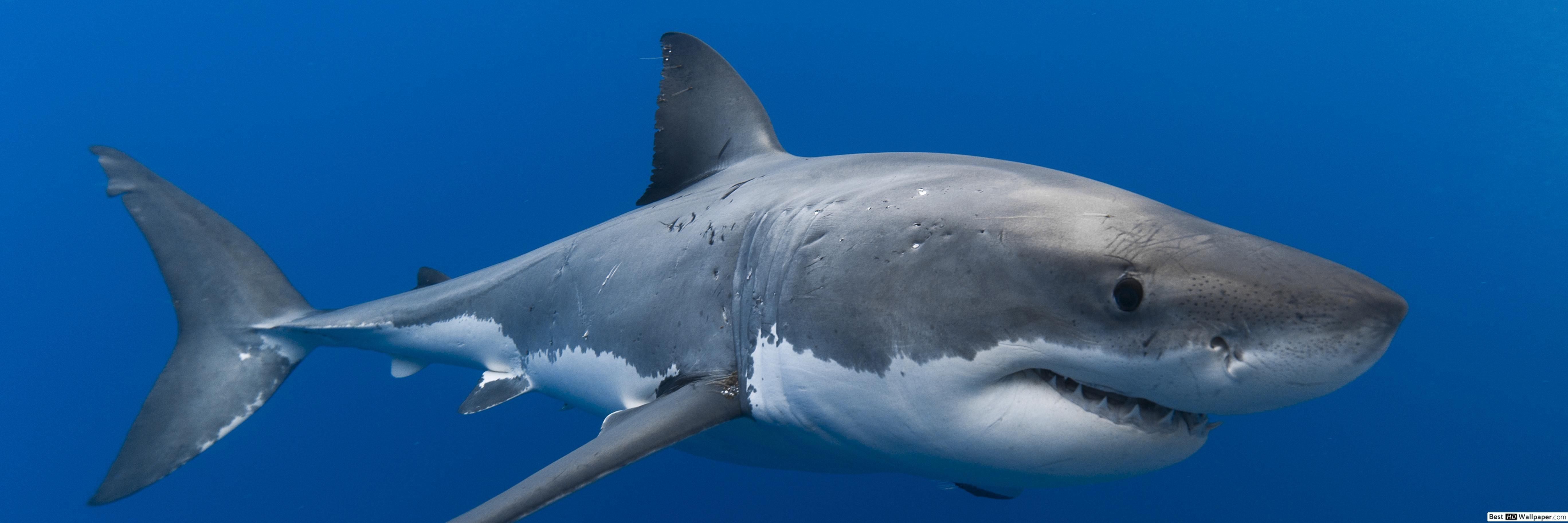5472x1824 White Shark HD wallpaper download