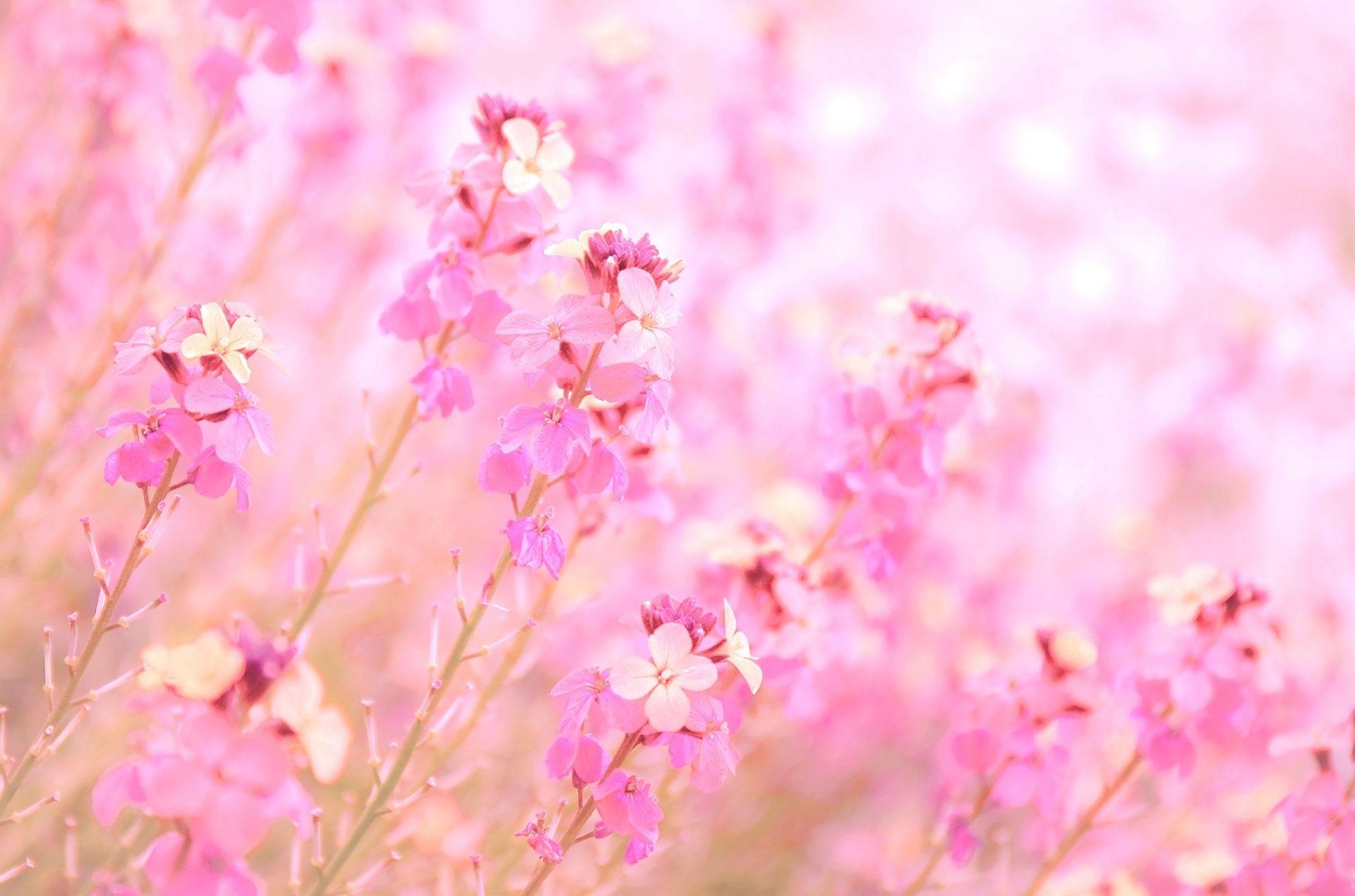 1920x1270 Dreamy Pink Bokeh Blossoms