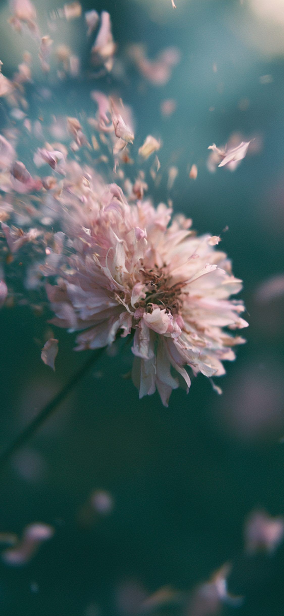 1125x2436 Art Flower Petals Bokeh Soft Drift Pink Macro iPhone Wallpaper